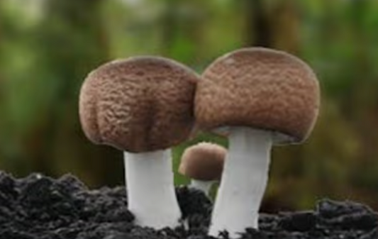 Agaricus Blazei Murrill – „gyvybės grybas“ jūsų imuninei sistemai