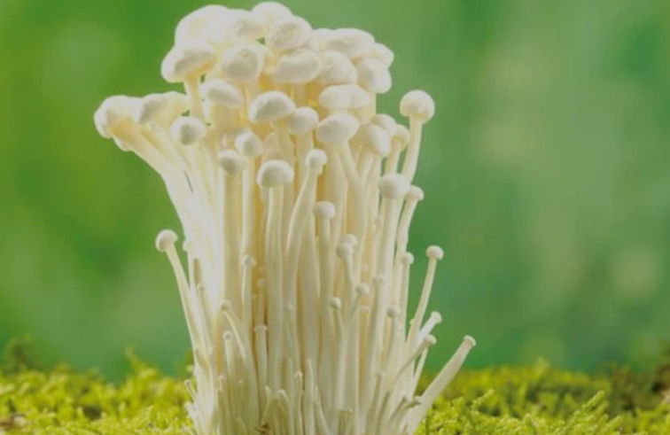 Enoki grybo ekstraktas – ilgaamžiškumo ir imuniteto šaltinis