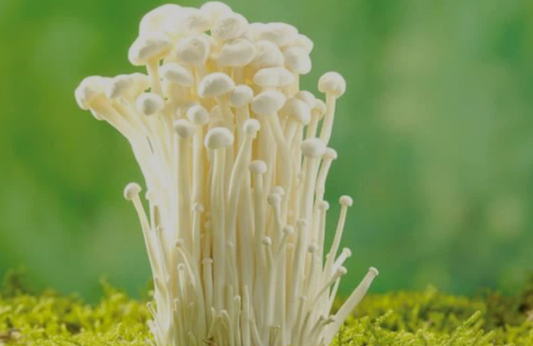 Enoki grybo ekstraktas – ilgaamžiškumo ir imuniteto šaltinis