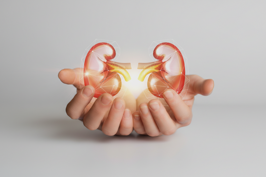 Antinksčių paslaptys: kaip jos veikia ir kodėl jų sveikata yra gyvybiškai svarbi