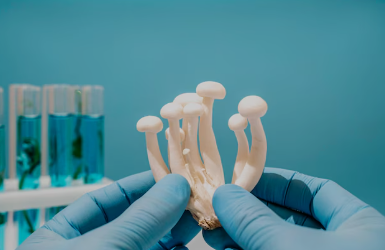 Grybai: nuo laboratorijos iki kasdienės sveikatos – naujausi mokslo atradimai|NaturPeptide