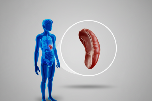 Kam reikalinga blužnis,ar galima gyventi be jos?