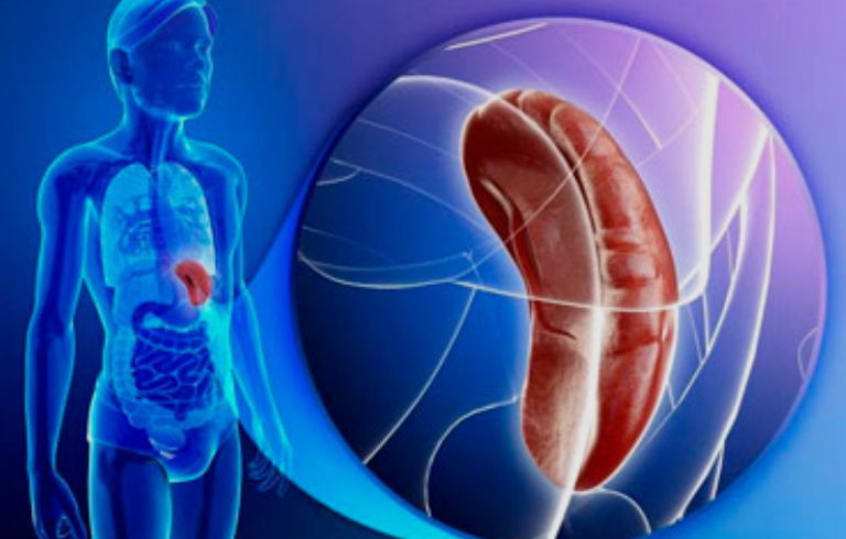 Kam reikalinga blužnis,ar galima gyventi be jos?