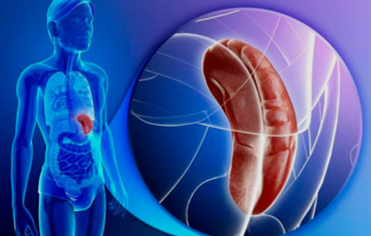 Kam reikalinga blužnis,ar galima gyventi be jos?