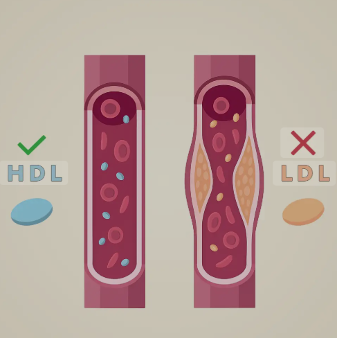 LipiteroTIDE PLUS: lipidų vaidmuo ir širdies sveikata