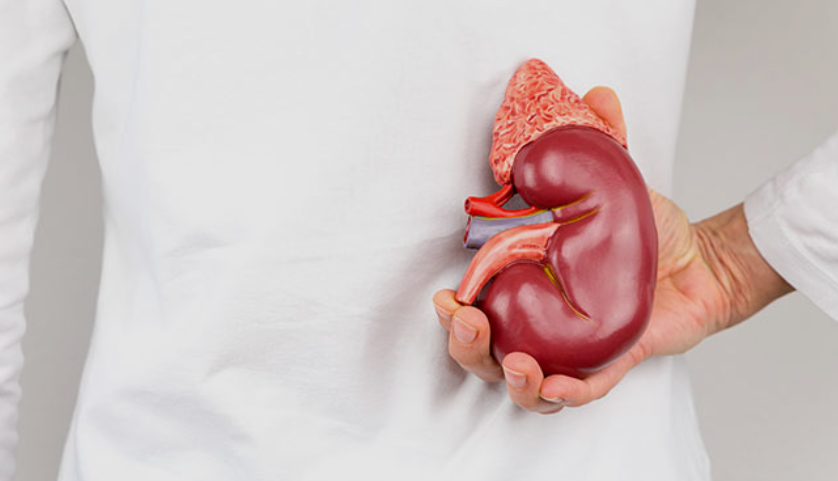 Peptidų poveikis inkstams ir šlapimo pūslei