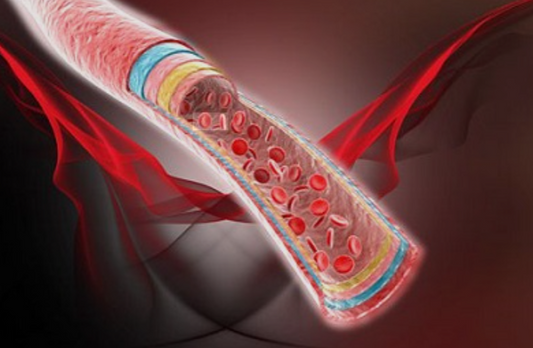 Peptidų poveikis kraujagyslėms: kaip palaikyti sveiką kraujotaką ir širdį
