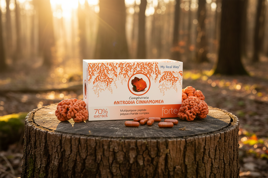 Antrodia Camphorata grybų ekstraktas 70%, 90 kaps.